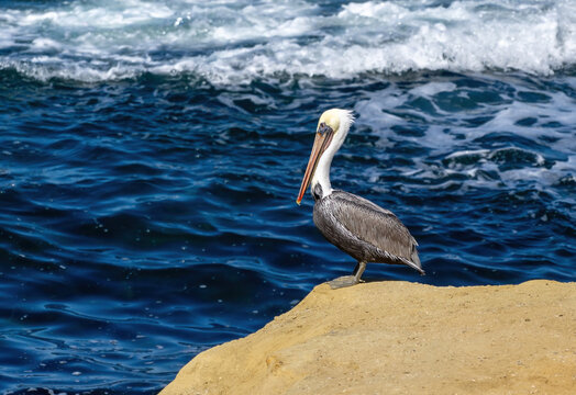 A California Brown Pelican stands at the edge of a cliff on a sunny day with a deep blue ocean and braking waves in the background.