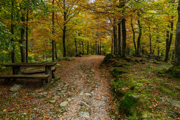 Scenic path into the woods in autumn season, Oropa, Piedmont, Italy