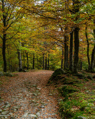 Fototapeta premium Scenic path into the woods in autumn season, Oropa, Piedmont, Italy