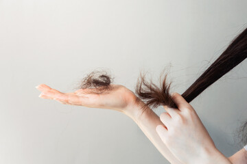 Female's hands hold the tips of the hair and shows a bunch of fallen hair. Gray background. Concept...