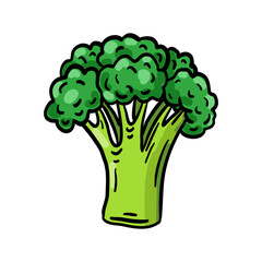 Vector illustration, broccoli isolated on white background.