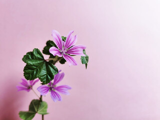 A closeup shot of a beautiful flowers in front of pink wall