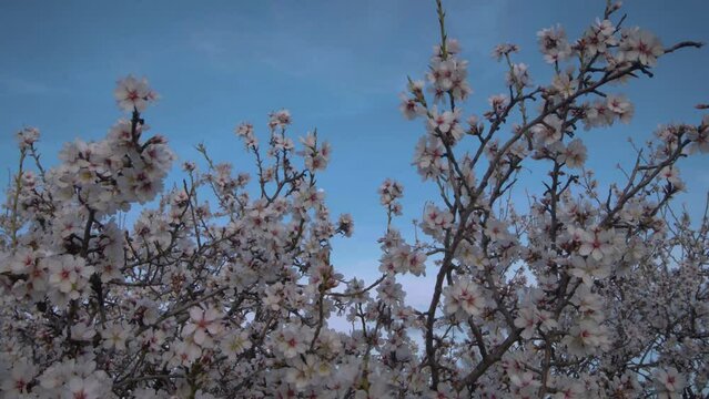 flor de almendro