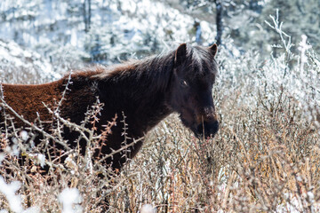 horse in the himalaya mountains