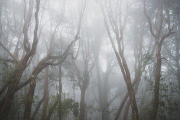 foggy forest beautiful moments of nature