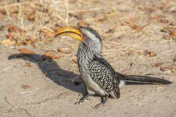 Southern Yellow-billed Hornbill, Tockus leucomelas, bird with big bill in the nature habitat, Okavango delta, Botswana
