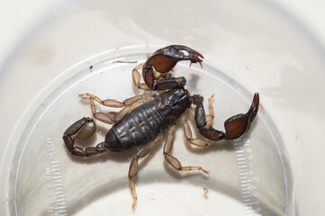 Skorpion in Plastikbehälter 