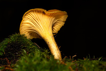 edible muhsroom - piffling - chanterelle -genus Cantharellus in natural habitat