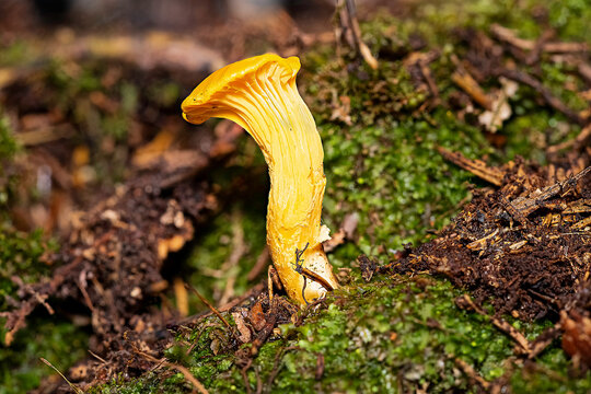 edible muhsroom - piffling - chanterelle -genus Cantharellus in natural habitat