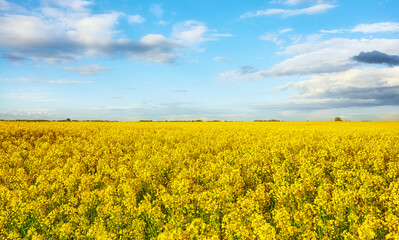 Obraz premium Field of rapeseed in blossom on a sunny day.