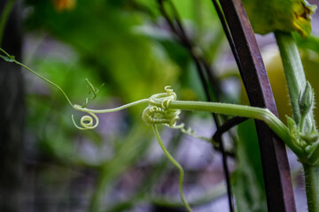 Kürbisranken gedreht, verknotet, eingerollt