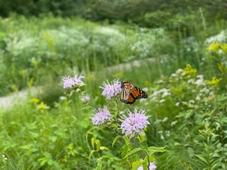 bee on a flower