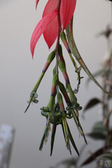 close-up of a billbergia nutans