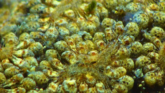 Close-up, (Botryllus schlosseri) Golden Star Tunicate, commonly known as the star ascidian, is a colonial ascidian tunicate, fauna Black Sea