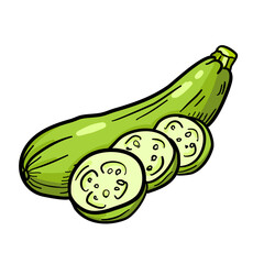 Vector illustration, zucchini isolated on white background.
