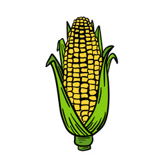 Vector illustration, corn isolated on a white background.