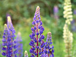 Lupin flowers blooms in the field.