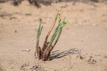 Strand Wolfsmilch auf Sanddüne