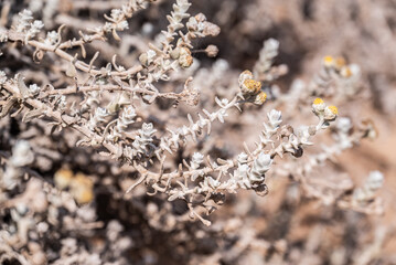 bl&uuml;hendes Heiligenkraut auf Sandd&uuml;ne