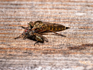 robber fly or assassin fly in close-up view
