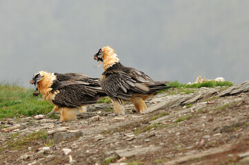 bearded vulture in the Aragonese Pyrenees in Huesca. Spain