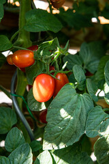 rote Tomaten am Holzzaun in der Sonne leuchtend