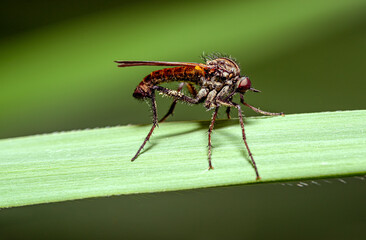 robber fly or assassin fly in close-up view