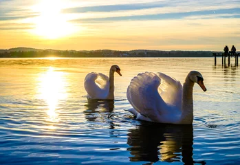 Gordijnen swan at a lake © fottoo