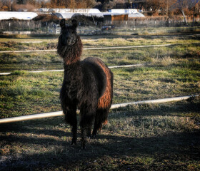 Black Llama in a pasture