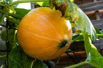 Riesenk&uuml;rbis an Holzzaun wachsend im Sommer