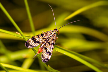 German scorpionfly - Panorpa germanica - in close-up view