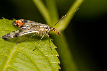 close-up view of a German scorpionfly - Panorpa germanica - lurking on a green leaf