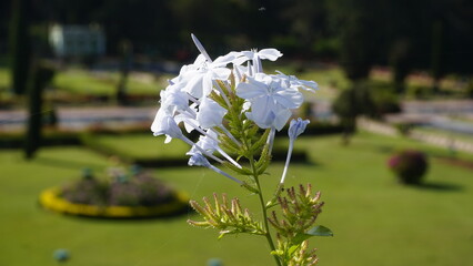 Plumbago zeylanica also known as Doctorbush, Ceylon leadwort etc