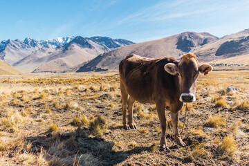 beef cattle cows eating on the heights surrounded by green and yellow grasslands in the Andes mountain range surrounded by mountains clouds and blue skies