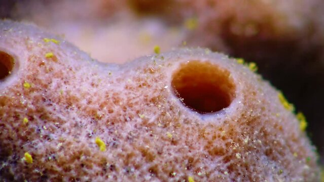 Pink sea sponges Halichondria (Spongia) on the reefs in the Black Sea