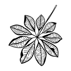 Vector illustration, leaf, flora, isolated on white background.