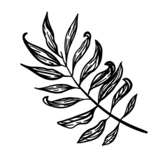 Vector illustration, leaf, flora, isolated on white background.