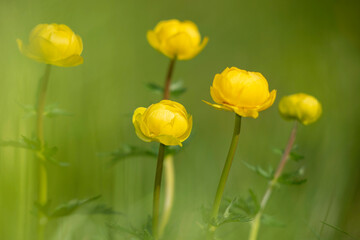 Obraz premium European globeflower / globe-flower / globe flower Trollius europaeus with nice bokeh