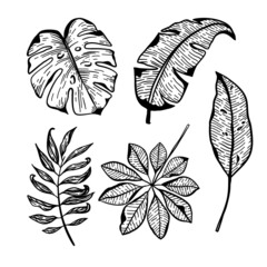 Vector illustration, leaves set isolated on white background.
