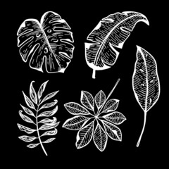 Vector illustration, set leaves, on a black background.