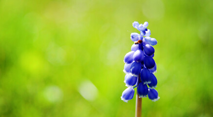 grape hyacinth - Muscari armeniacum