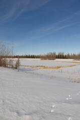 Winter Scenery at Pylypow Wetlands