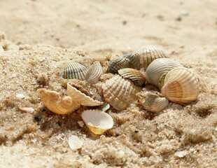 Fototapeta na wymiar inspirational seashells