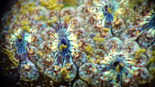 Close-up, (Botryllus schlosseri) Golden Star Tunicate, commonly known as the star ascidian, is a colonial ascidian tunicate, fauna Black Sea