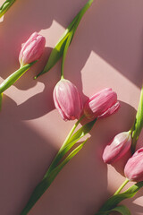 Pink tulips in sunlight flat lay on pink background. Modern creative spring image. Happy womens day. Hello spring. Happy Mothers day. Floral Greeting card. 8 march