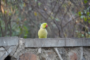 cute green parrot sit on the wall