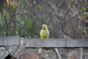 cute green parrot sit on the wall