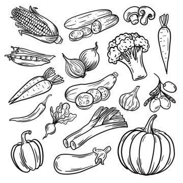 Vector illustration, vegetables set, on a white background.