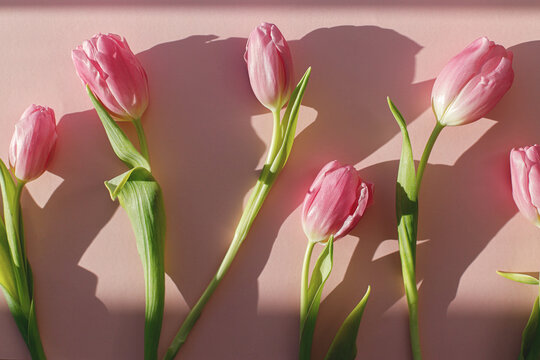 Pink tulips in sunlight flat lay on pink background. Modern creative spring banner. Happy womens day. Hello spring. Happy Mothers day. Floral Greeting card. 8 march