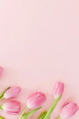 Floral Greeting card template with space for text. Pink tulips flat lay on pink background. Happy womens day. Happy Mothers day. 8 march. Stylish minimal tender spring image